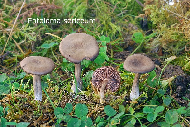 Entoloma sericeum-amf787.jpg - Entoloma sericeum ; Syn: Rhodophyllus sericeus ; Non français: Entolome soyeux